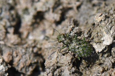 <i>Elaphrus riparius</i>
