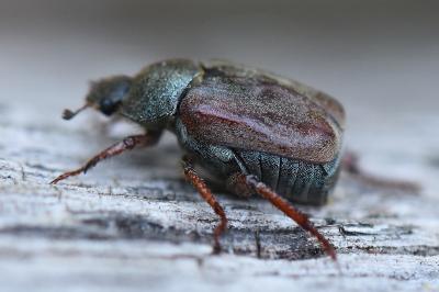 <i>Hoplia philanthus</i>