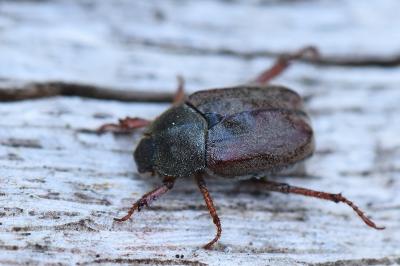 <i>Hoplia philanthus</i>