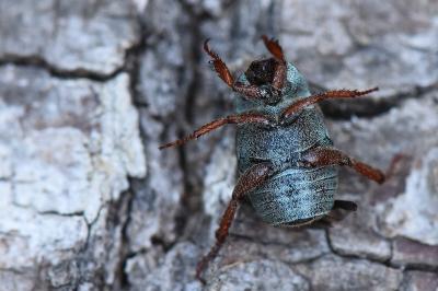 <i>Hoplia philanthus</i>