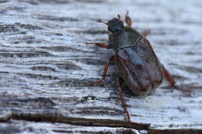 <i>Hoplia philanthus</i>