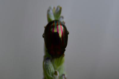 <i>Chrysolina americana</i>