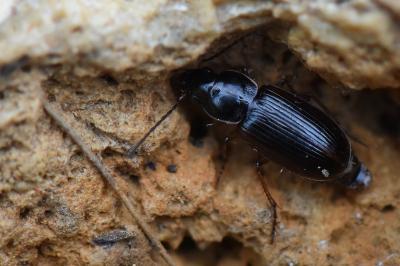 <i>Stenolophus mixtus</i>