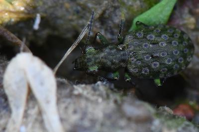 <i>Elaphrus riparius</i>