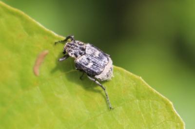 <i>Valgus hemipterus</i>