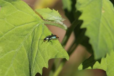 <i>Malachius</i>