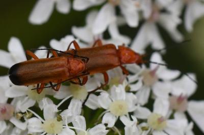 <i>Rhagonycha fulva</i>