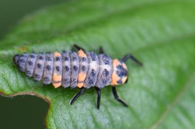Coccinella septempunctata