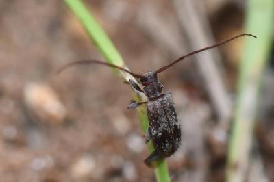 <i>Exocentrus adspersus</i>