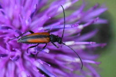 <i>Stenurella melanura</i>