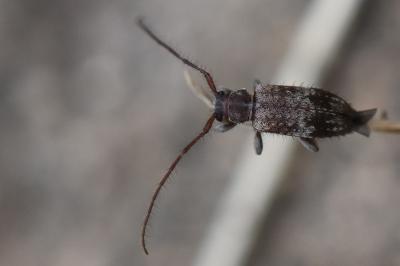 Exocentrus adspersus