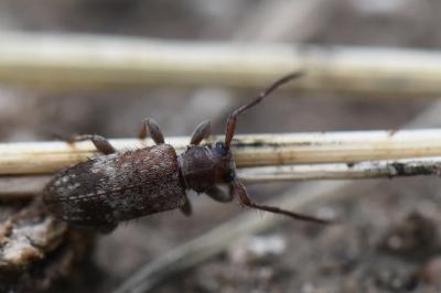 <i>Exocentrus adspersus</i>
