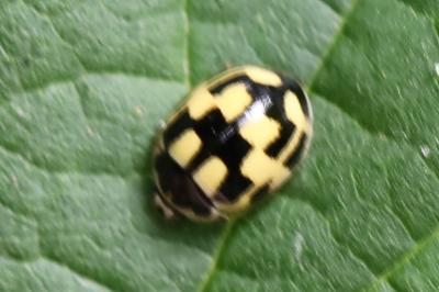 Coccinelle à damier