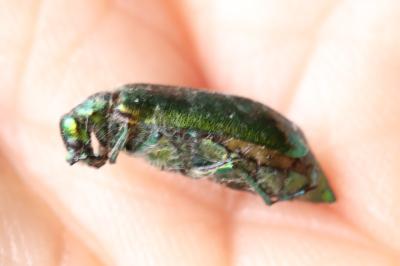 Mouche d'Espagne 