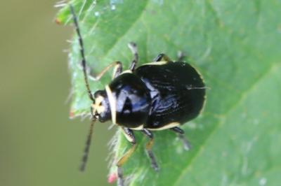 <i>Cryptocephalus moraei</i>