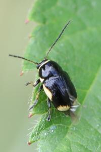 <i>Cryptocephalus moraei</i>