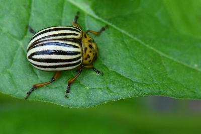 <i>Leptinotarsa decemlineata</i>