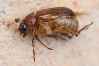 <i>Rhizotrogus aestivus</i>