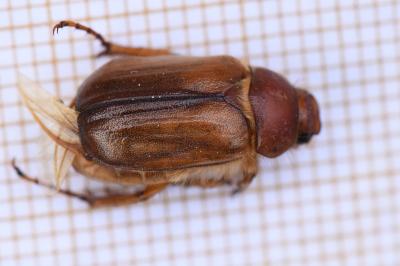 <i>Rhizotrogus aestivus</i>