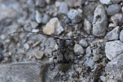 <i>Leiopus femoratus</i>