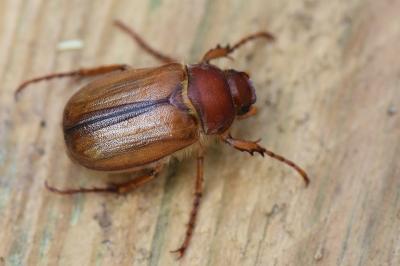 <i>Amphimallon majale</i>
