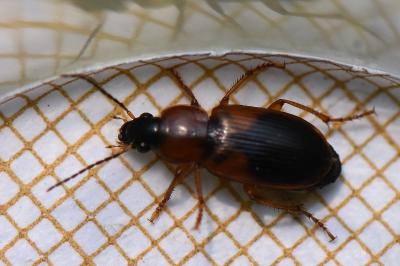 <i>Stenolophus teutonus</i>