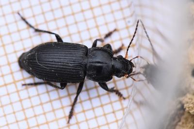 <i>Anisodactylus binotatus</i>