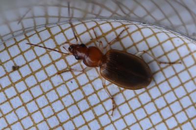 Paranchus albipes