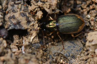 <i>Chlaenius vestitus</i>