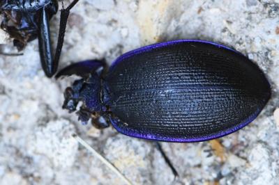 <i>Carabus problematicus</i>