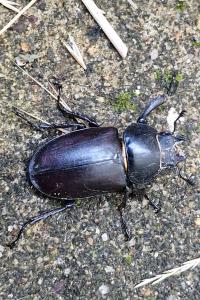 <i>Lucanus cervus</i>