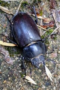 <i>Lucanus cervus</i>
