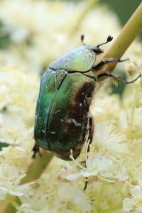 <i>Cetonia aurata</i>