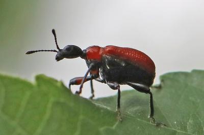 <i>Apoderus coryli</i>