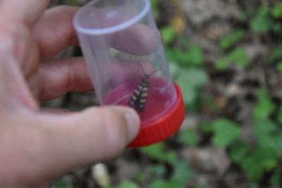 <i>Leptura aurulenta</i>