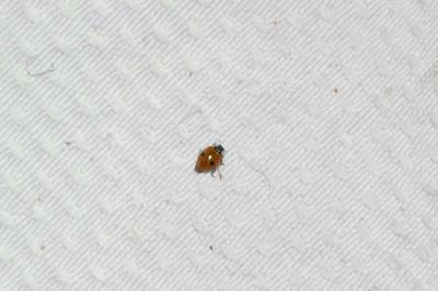<i>Adalia bipunctata</i>