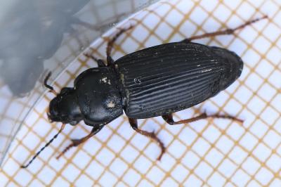 <i>Anisodactylus binotatus</i>