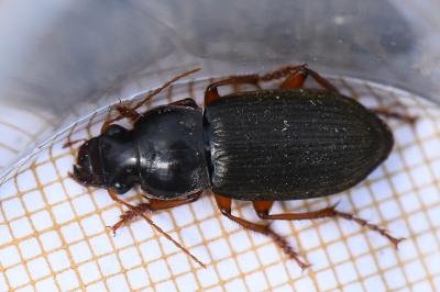 <i>Pseudoophonus rufipes</i>