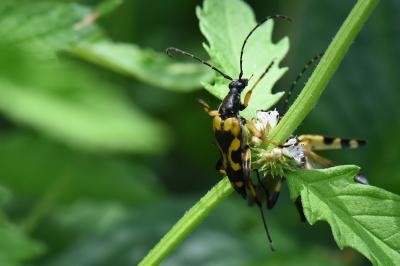 <i>Rutpela maculata</i>