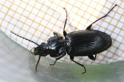 <i>Pterostichus nigrita</i>