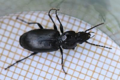 <i>Pterostichus nigrita</i>