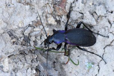 <i>Carabus violaceus</i>