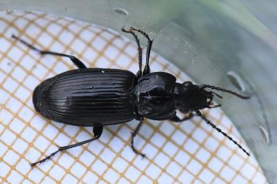 <i>Pterostichus nigrita</i>
