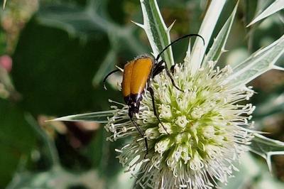 <i>Stictoleptura fulva</i>