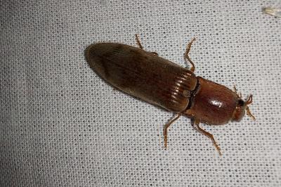 <i>Stenagostus rhombeus</i>