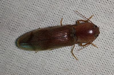 <i>Stenagostus rhombeus</i>