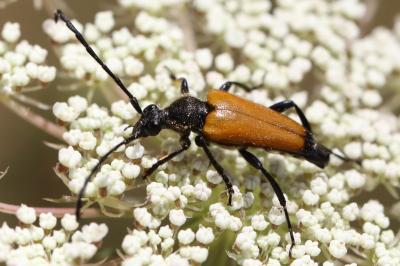 <i>Stictoleptura fulva</i>