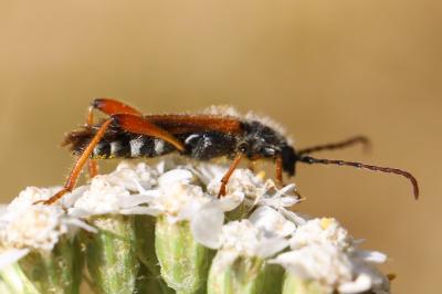 <i>Stenopterus rufus</i>