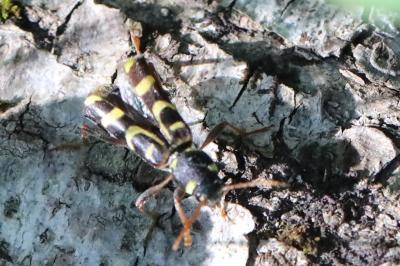 <i>Xylotrechus arvicola</i>