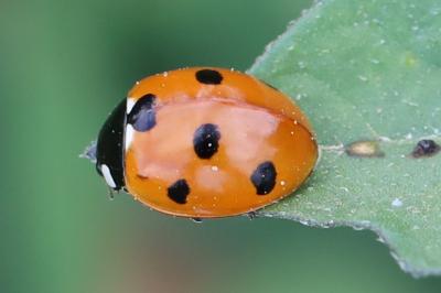 <i>Coccinella septempunctata</i>